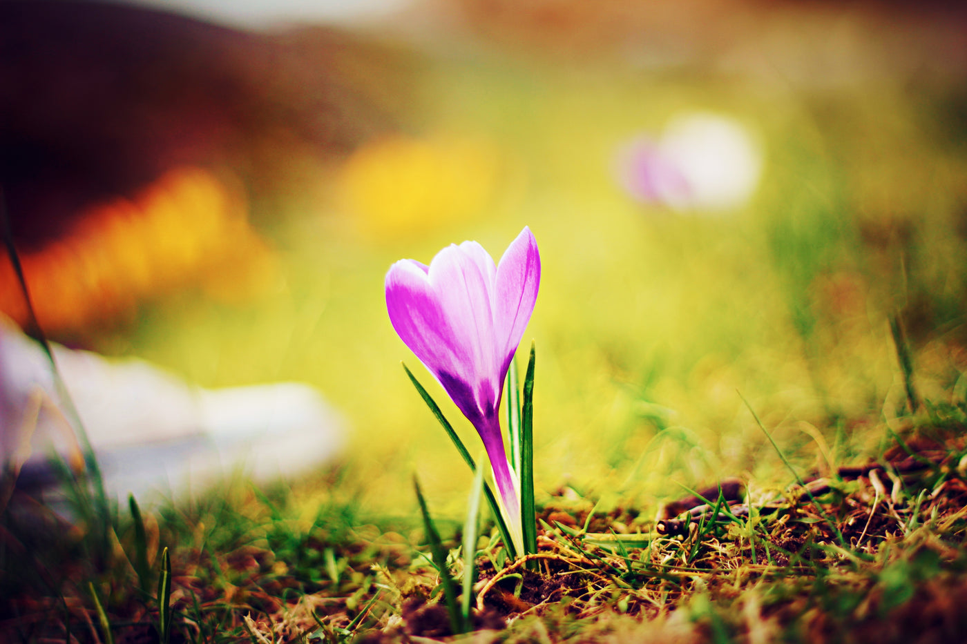 “If I know what love is, it is because of you.”—Hermann Hesse