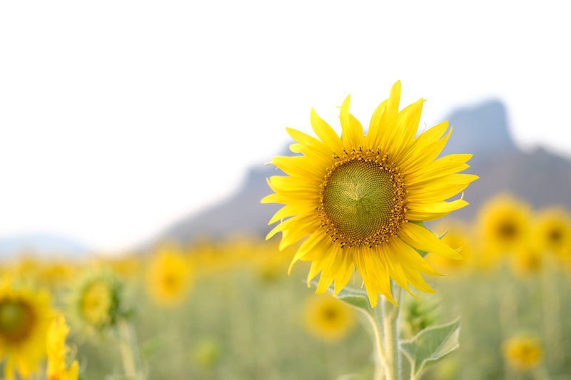 “Hope is patience with the lamp lit.” —Tertullian