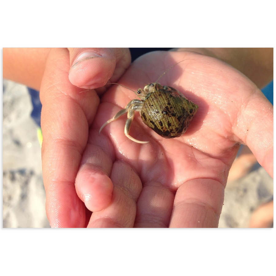Meghan Nathanson Artistry color photo of child's hands holding a small crab coming out of its shell on mini canvas