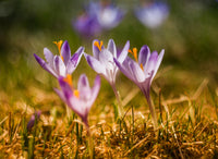 Four small purple flowers