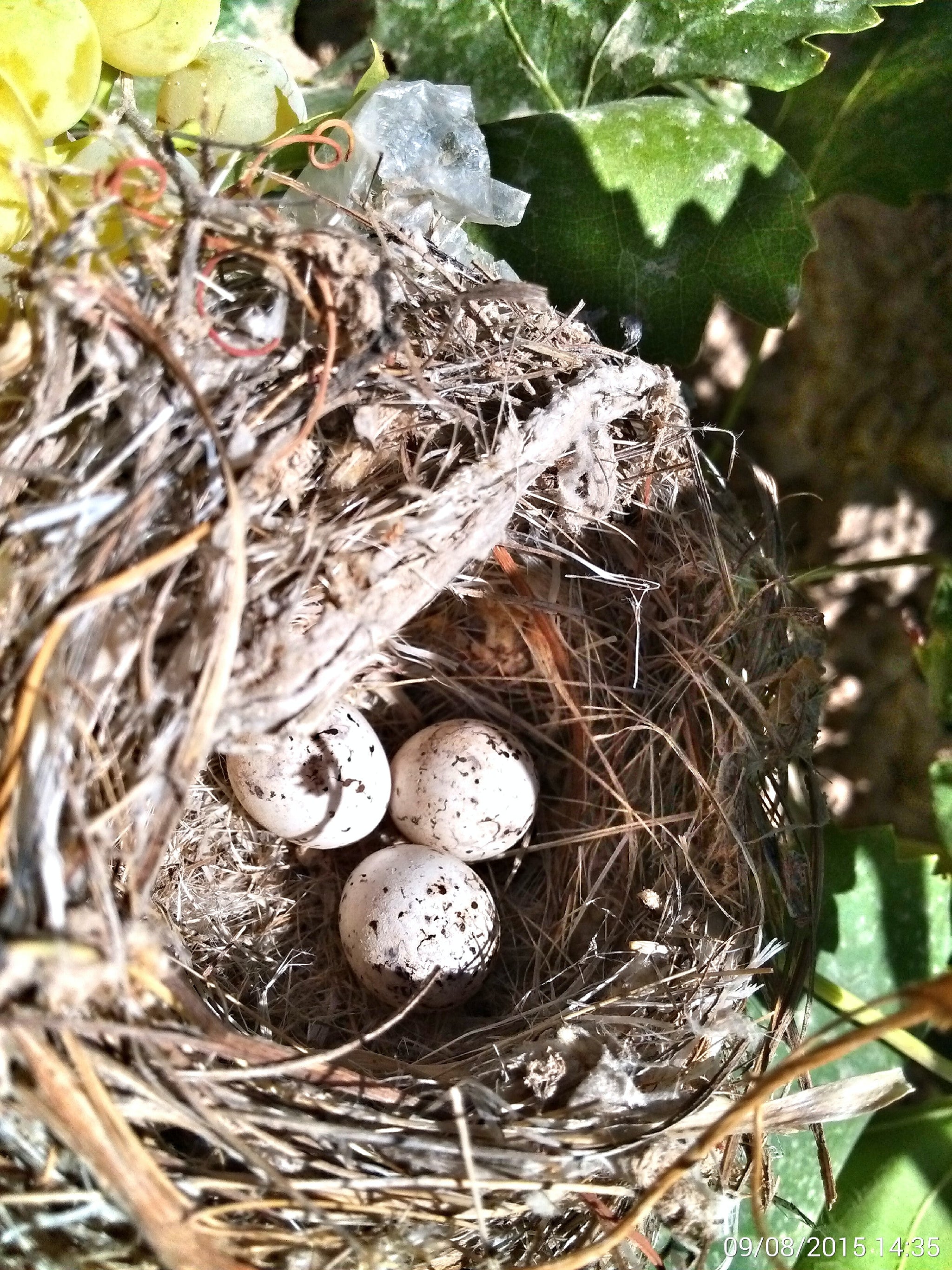 “Tomorrow, the birds will sing. Be brave. Face life.”—Charlie Chaplin