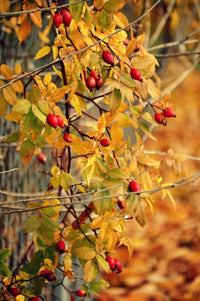 Yellow flowers with red berries