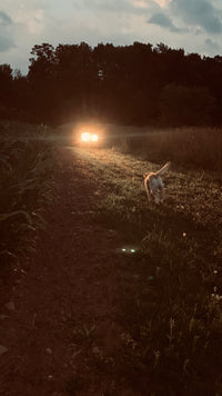 Dog running in a field at night toward tractor lights