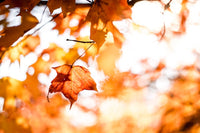 Orange leaves in the sun