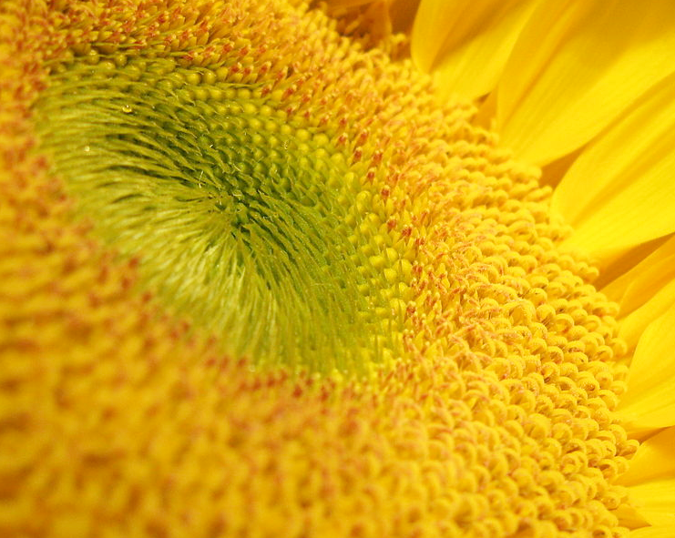 Closeup of yellow flower