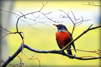 Red bird on a branch against yellow background
