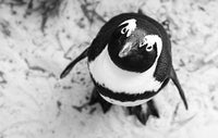 Penguin looking up at camera