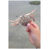 Meghan Nathanson Artistry color photo of child's hands holding a crab on the beach on mini canvas print